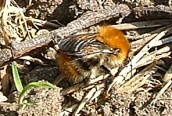 Common Carder Bee